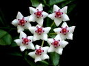 Leptadenia pyrotechnica